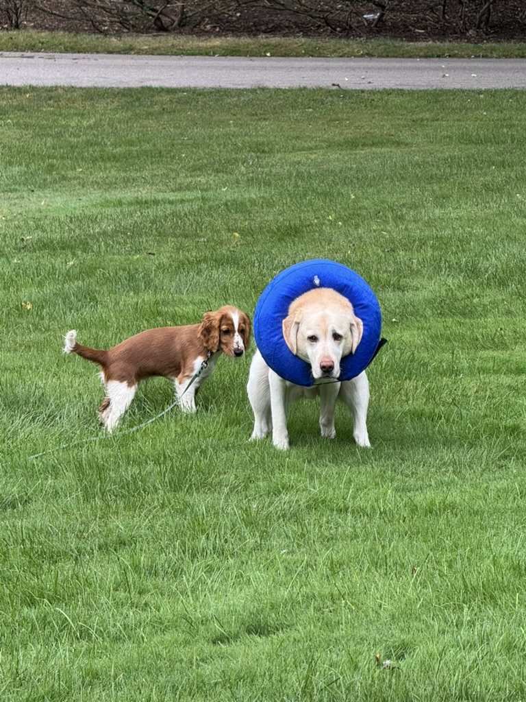 Gordie Howe and Willow in the yard