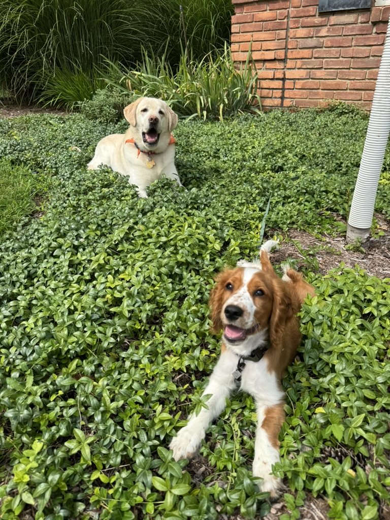 Gordie Howe and Willow in the ivy