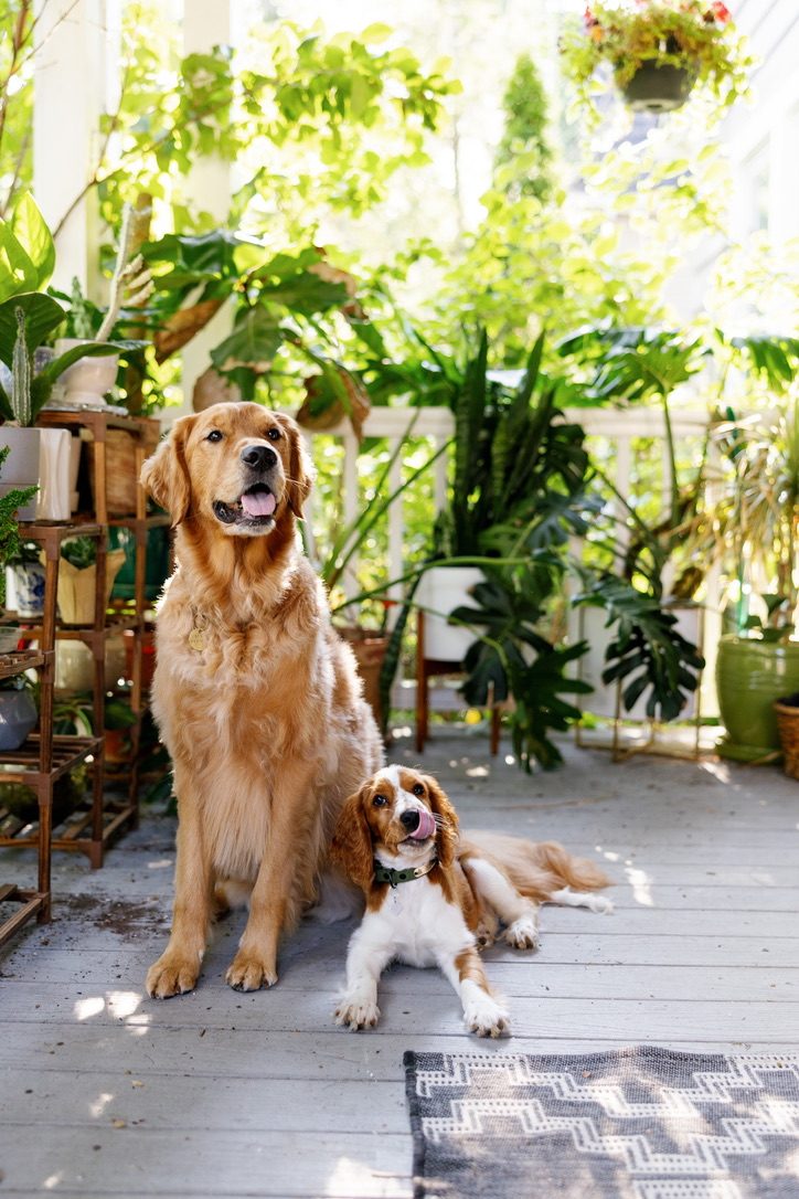 Weasley and Willow on the porch