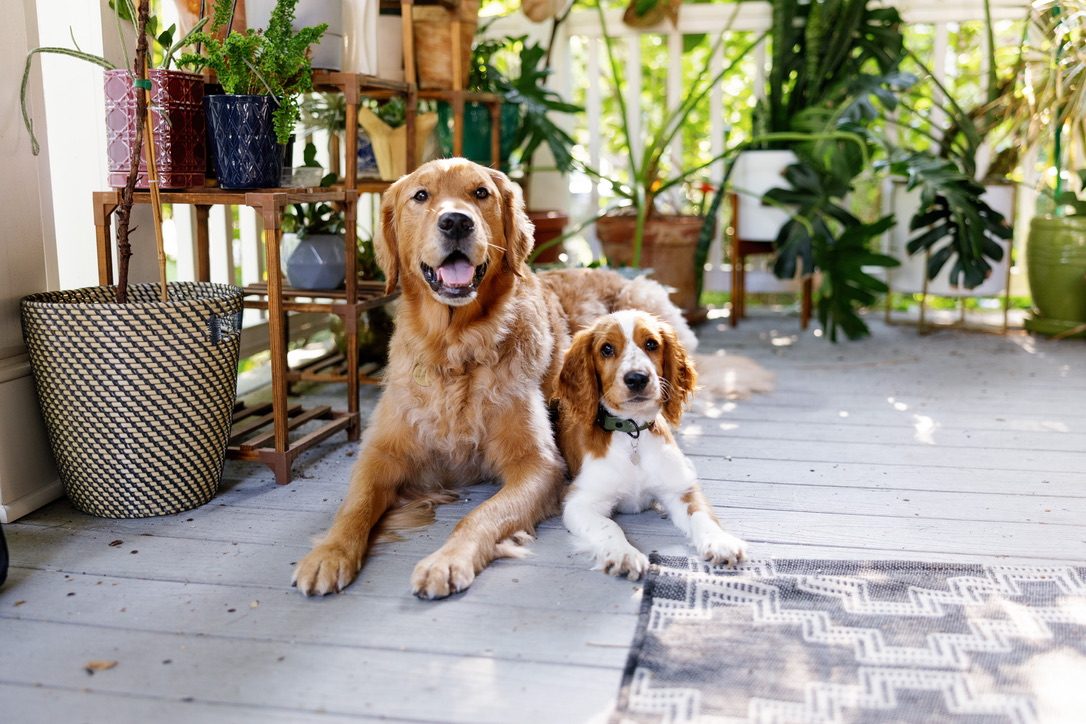 Weasley and Willow