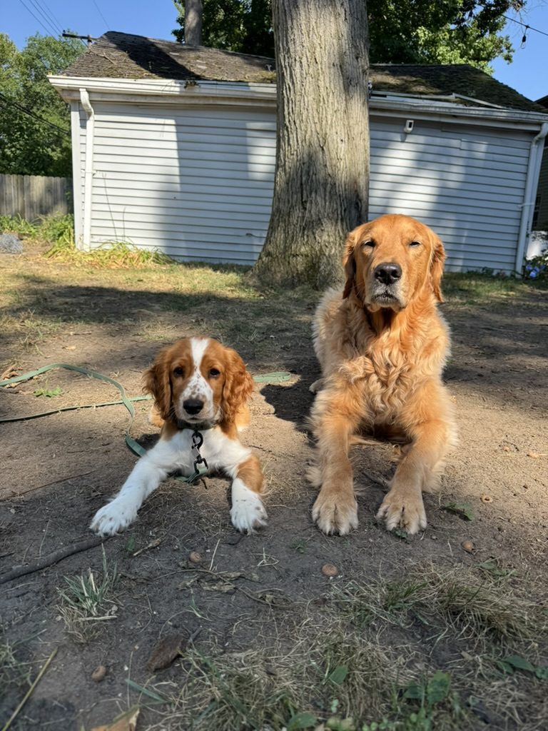 Weasley and Willow