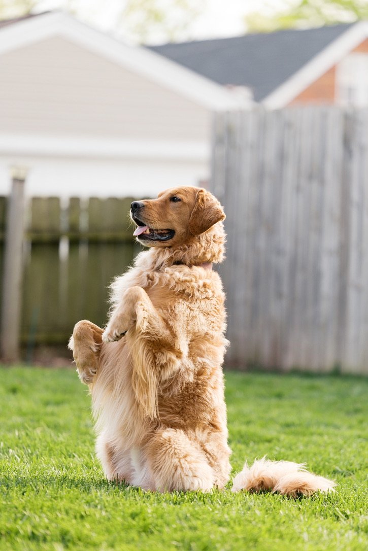 Weasley sitting pretty in the yard