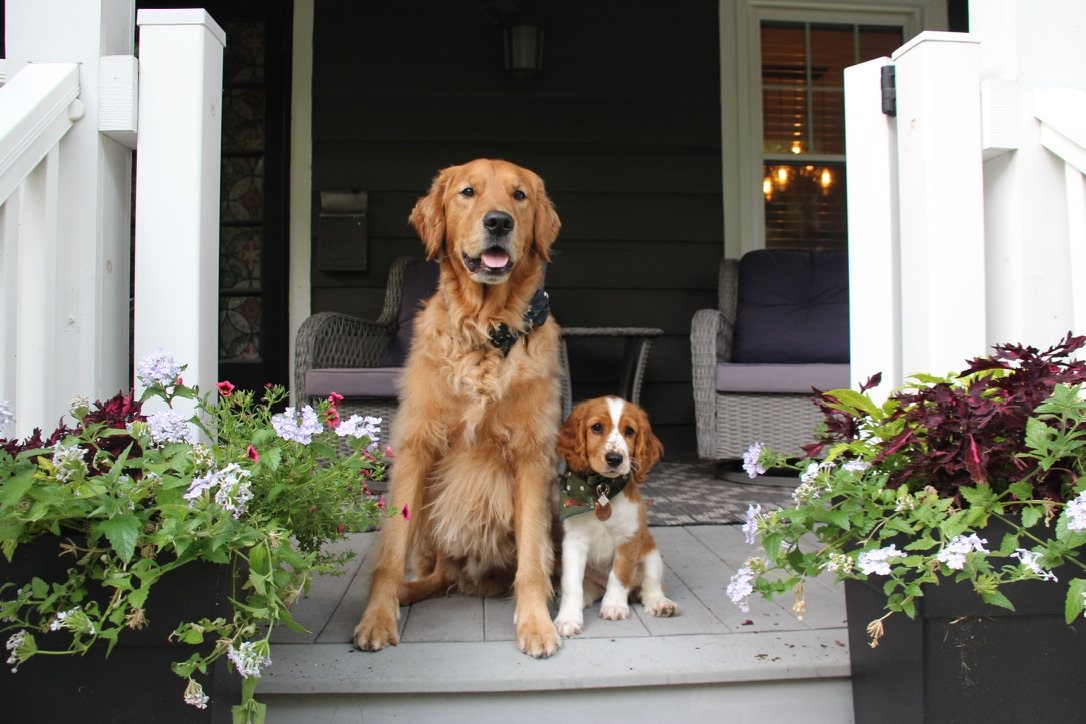 Weasley and Willow on the porch