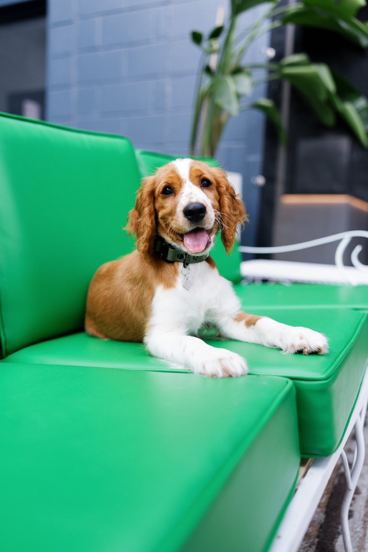 Willow on the green couch